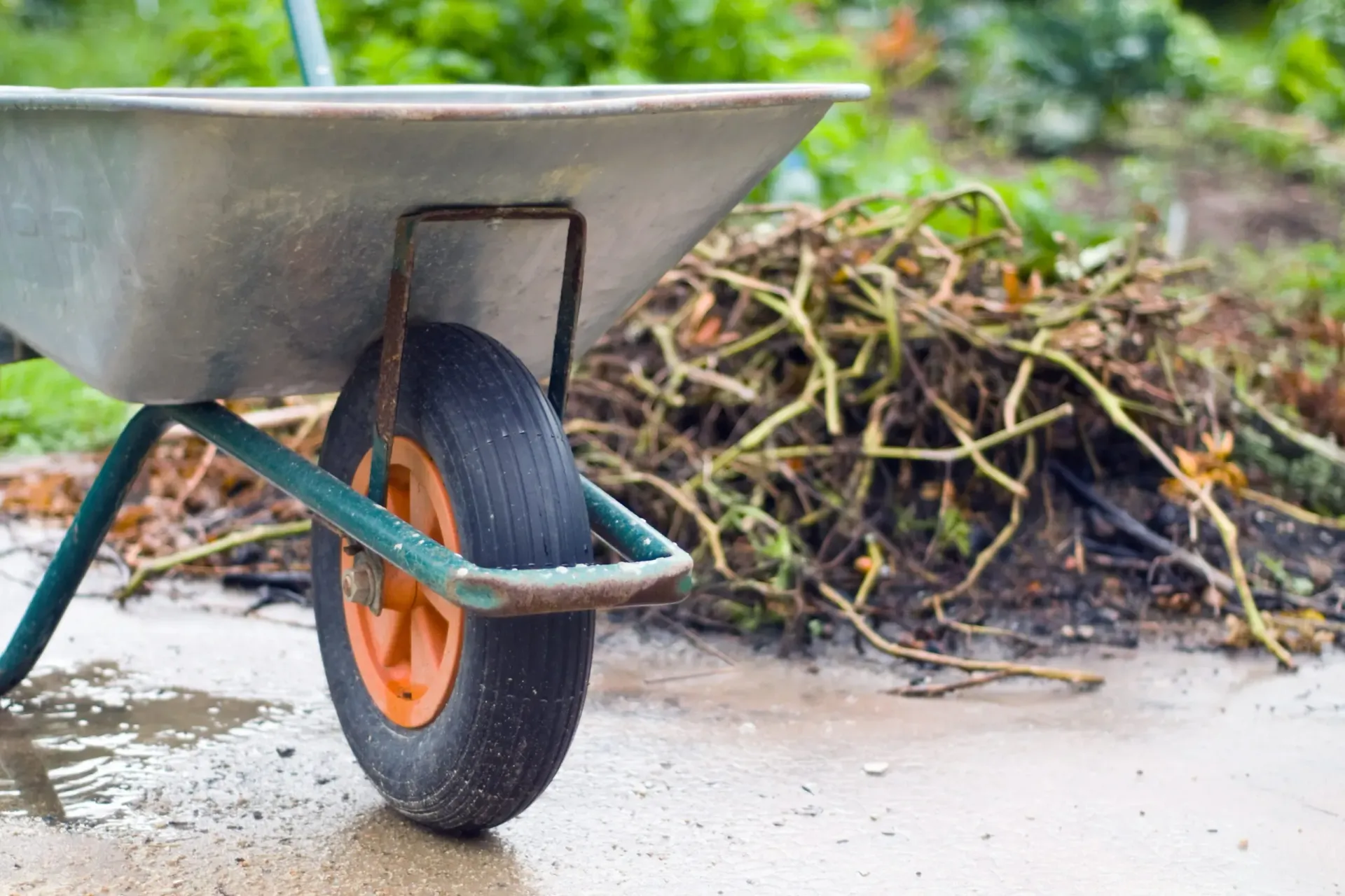 A wheelbarrow is parked next to a pile of branches.