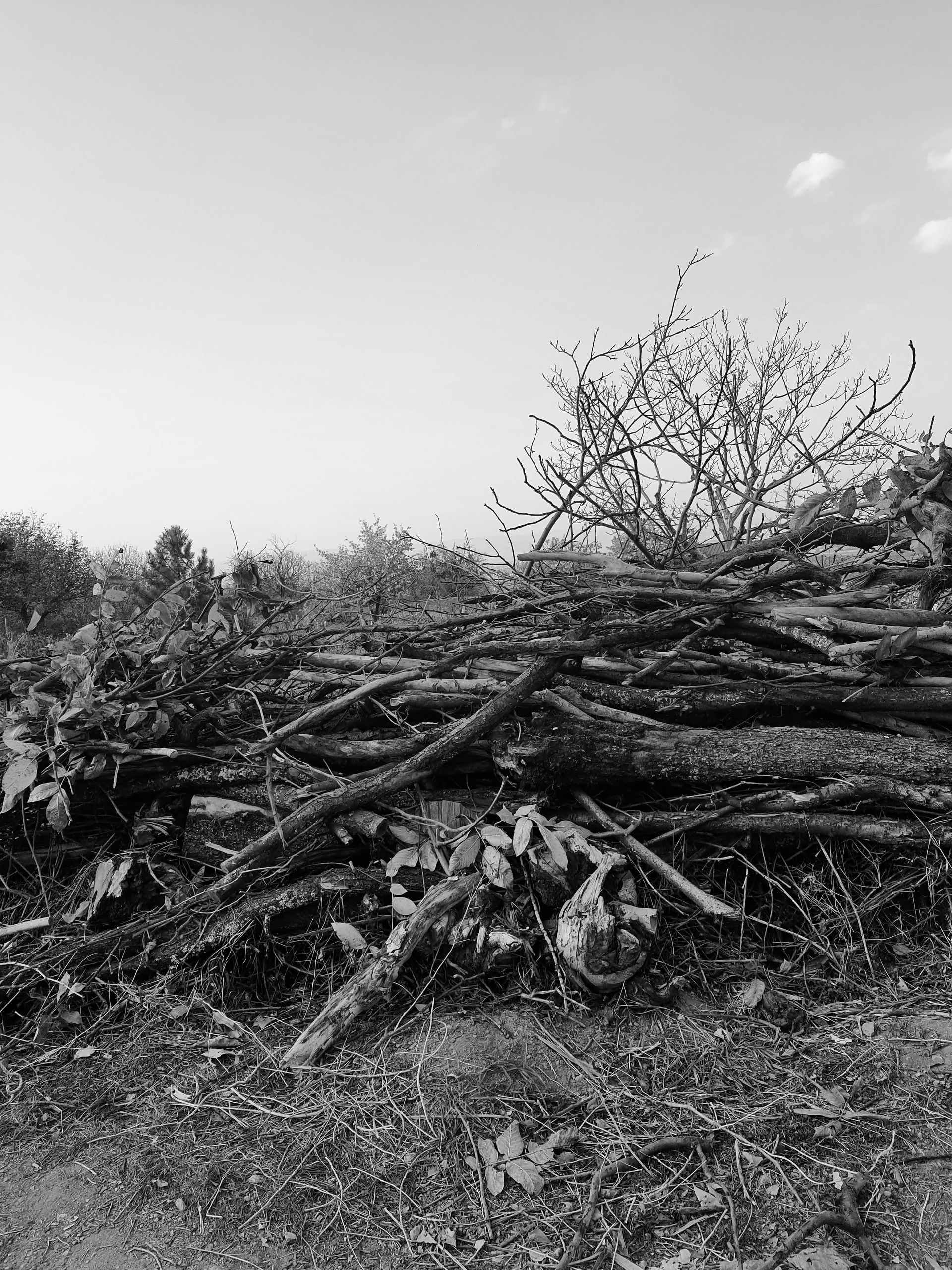 A black and white photo of a pile of logs in a field.