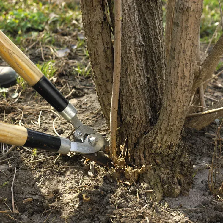 A person is cutting a tree with a pair of scissors