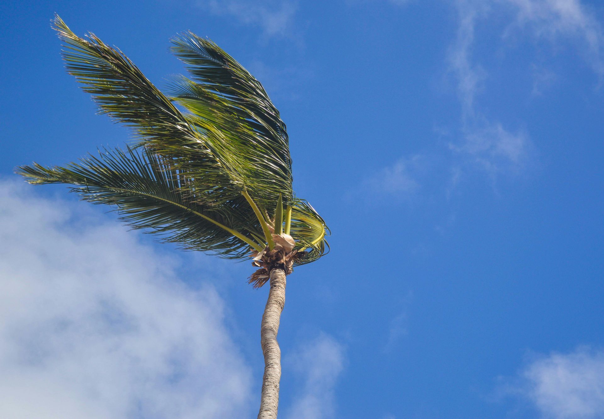 Wind Blowing Through a Tree in Pensacola, FL