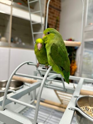 baby parrotlet