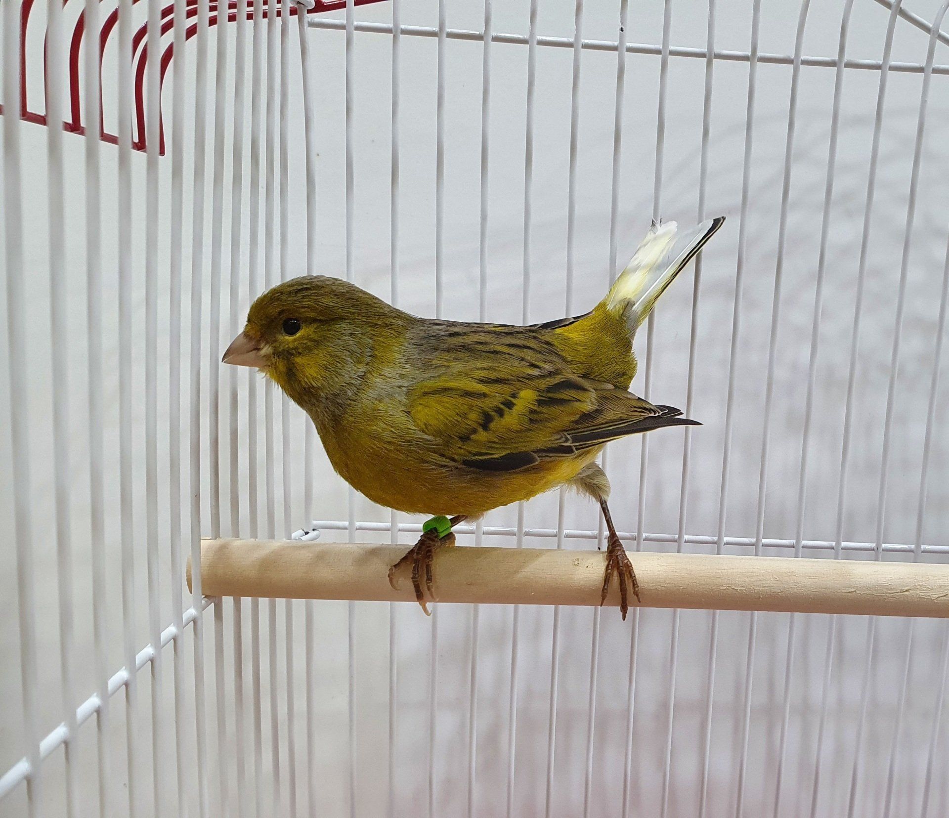 Canary