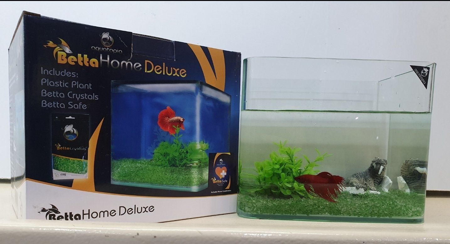 fighter fish setup