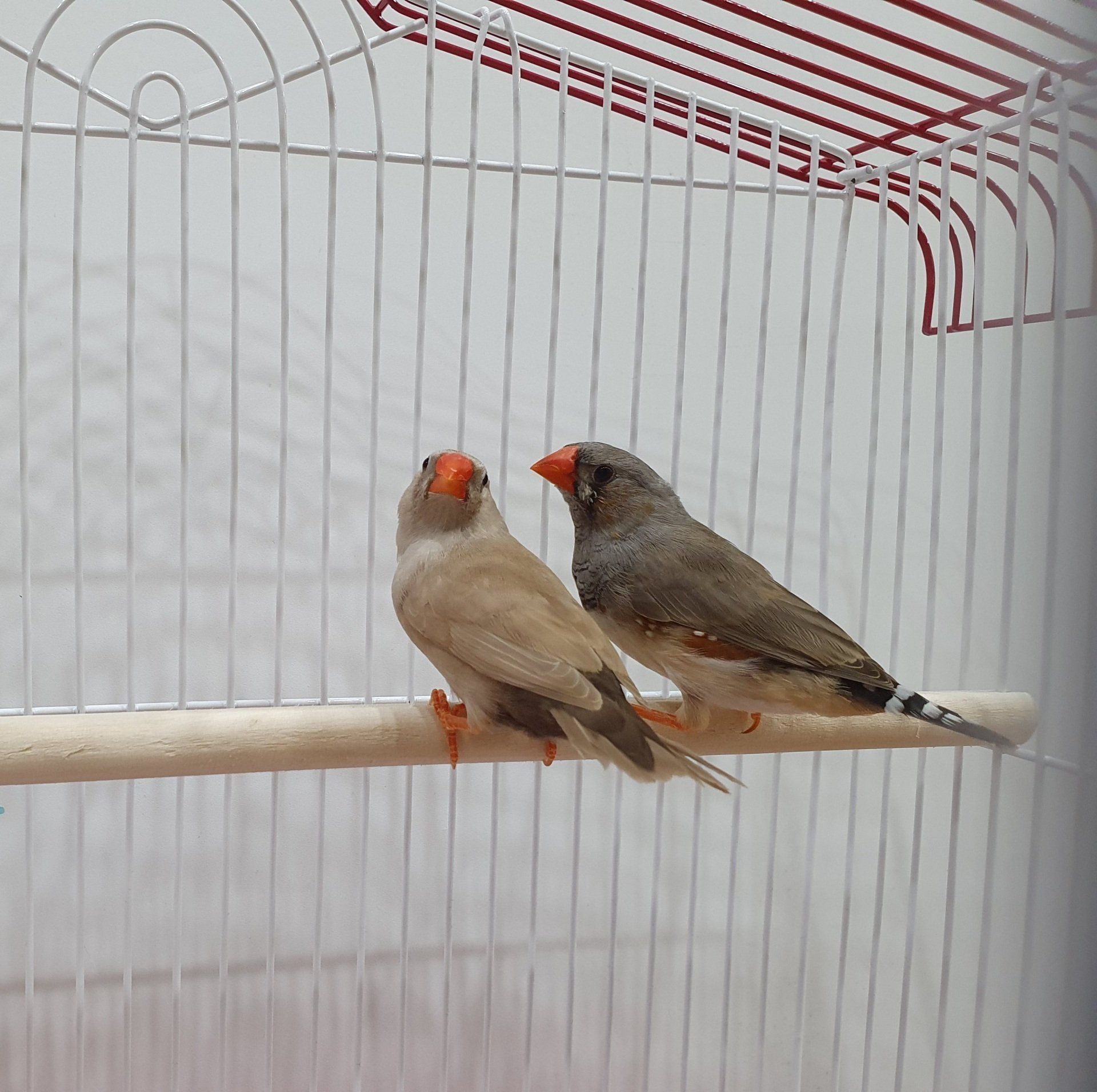 Finches