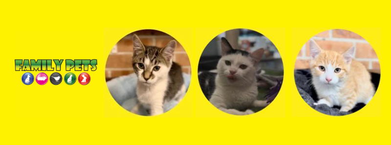 View of a family enjoying with their healthy dog 