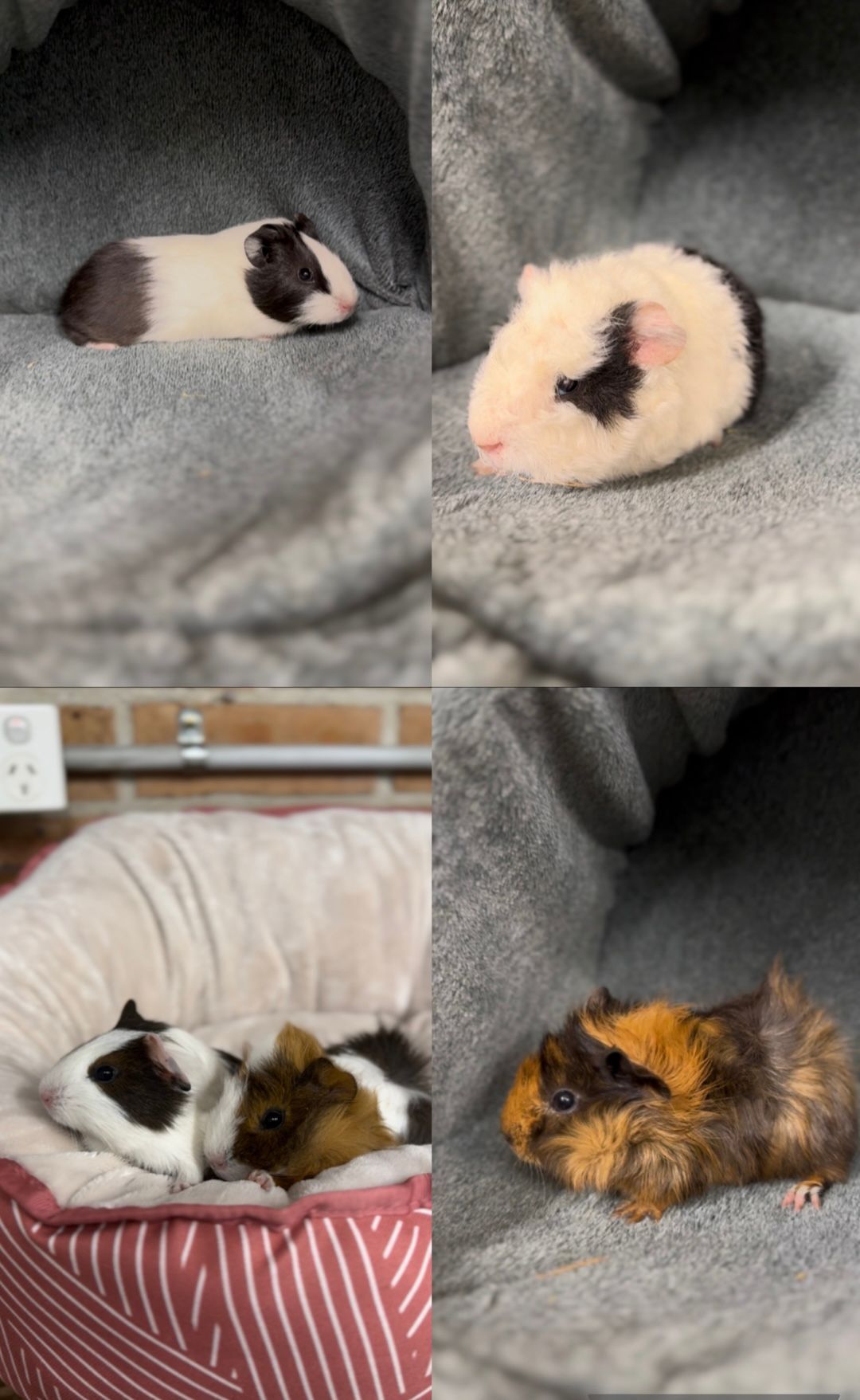Guinea-Pigs