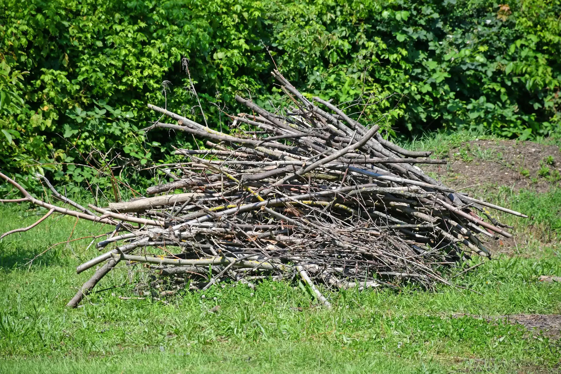 Pile of sticks in a yard