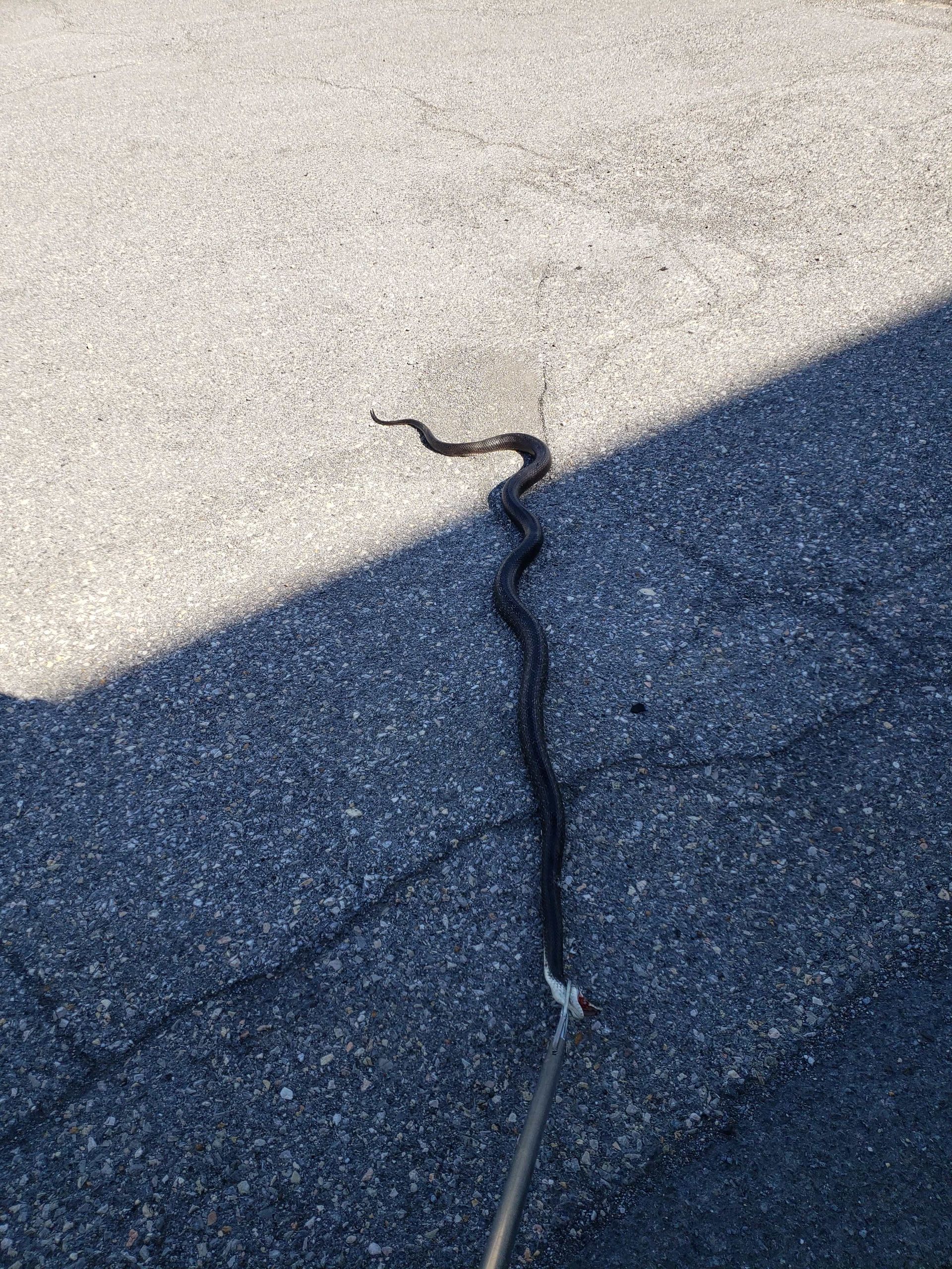 Top Rated Snakes Removal Company in Chambersburg, Pennsylvania