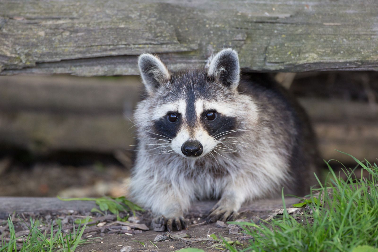 Top Rated Raccoons Control Company in Chambersburg, Pennsylvania