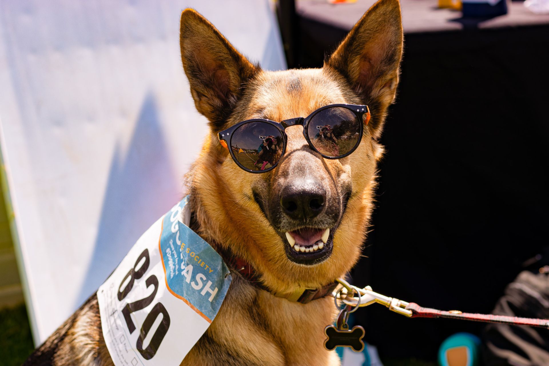 Dog relaxing outside during a professional pet photography session in Oregon
