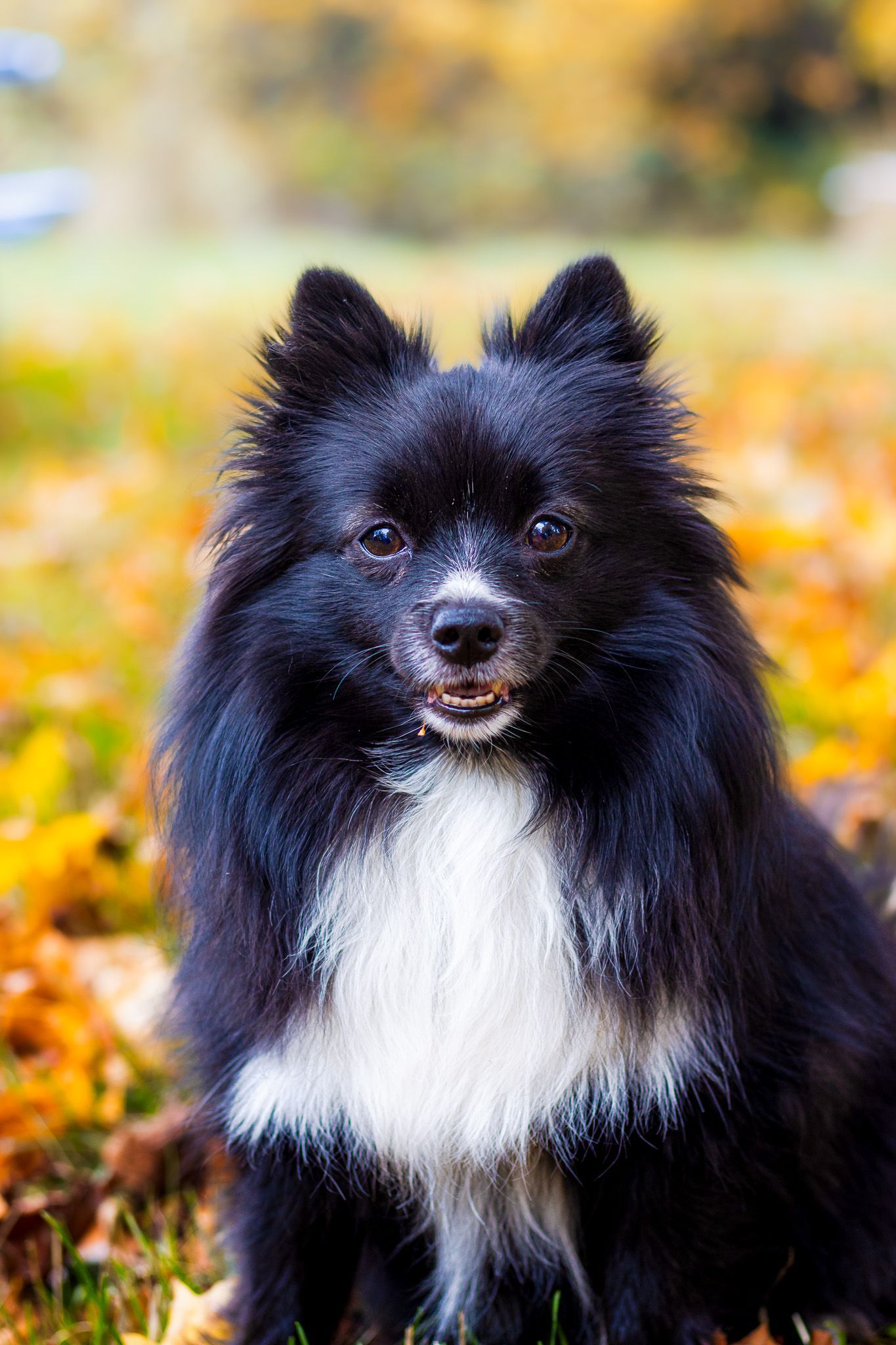 Luxury breed Pomeranian and Chihuahua mix in a park in Salem Oregon, captured in natural light with an elevated pet portrait aesthetic.