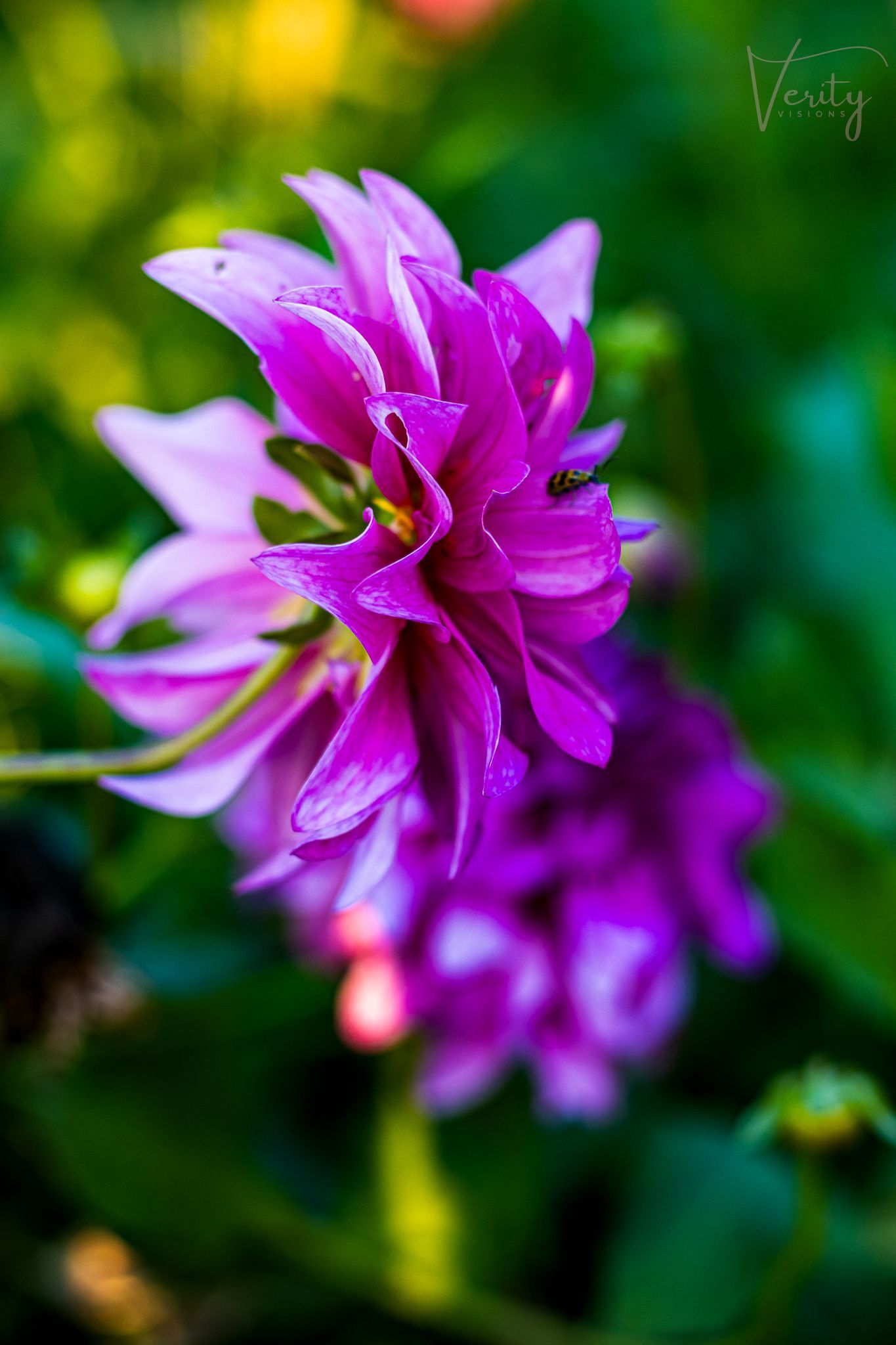 Wild purple flower blooming naturally in Aumsville Oregon, surrounded by soft greenery and natural outdoor light.