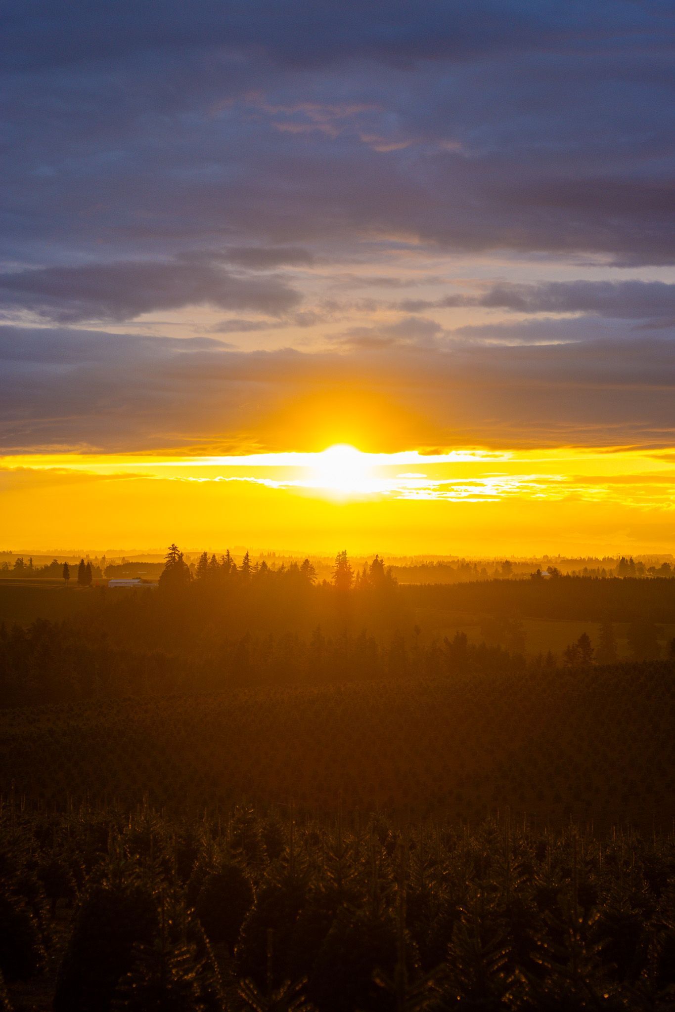 Golden sunset over the Willamette Valley in Oregon, illuminating rolling landscape and tree lines with warm natural light.