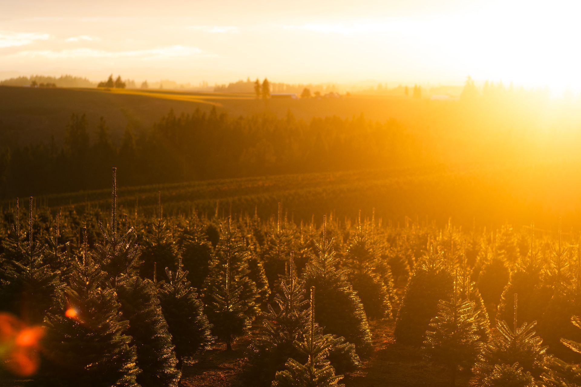 Golden sunset over the Willamette Valley in Oregon, illuminating rolling landscape and tree lines with warm natural light.