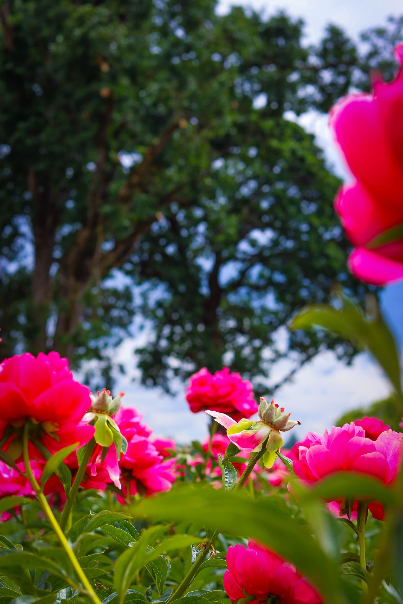Beautiful peony in full bloom at Adelman Peony Farm in Oregon, showcasing lush petals, vibrant color, and elegant floral detail in natural light.