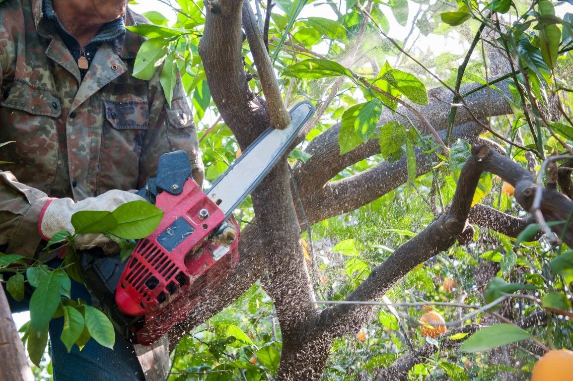A man is cutting a tree with a chainsaw.