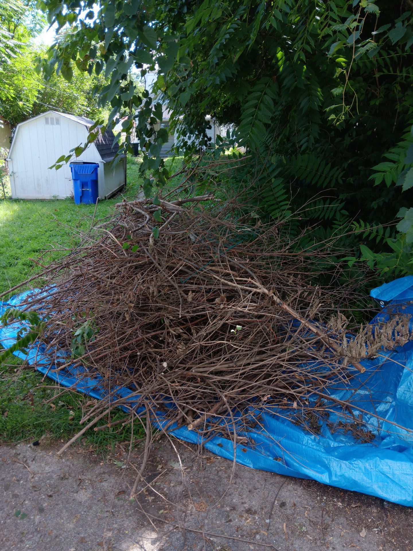 A pile of branches is sitting on top of a blue tarp.