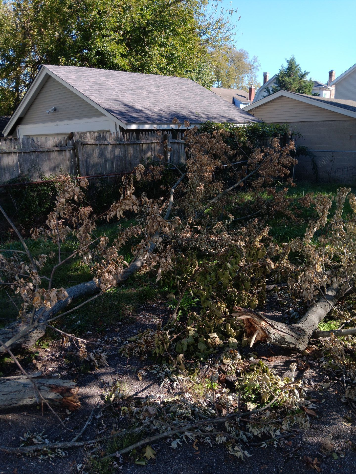 A tree that has fallen in front of a house.