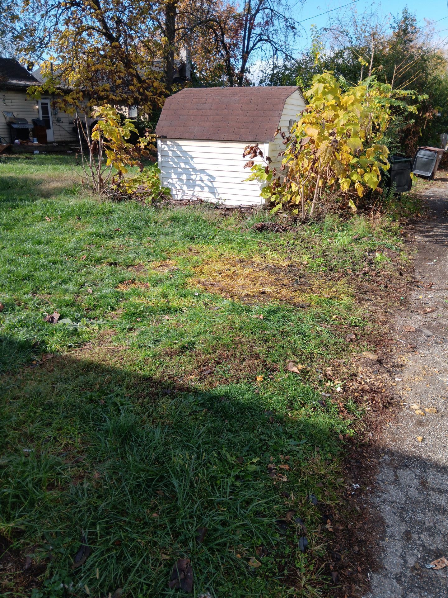 A white shed is sitting in the middle of a grassy yard next to a house.