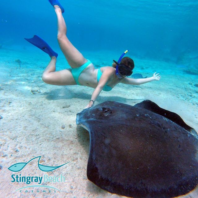 Stingray Swim