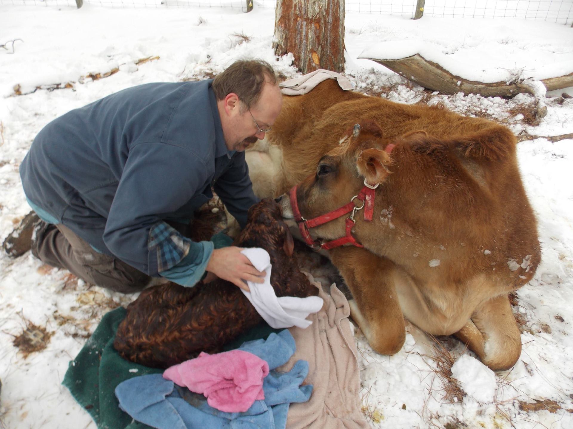 dr. feola with cow calf birth