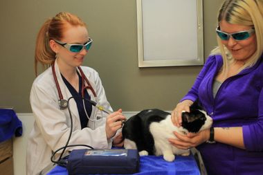 dog laser therapy