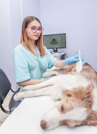 dog ultrasound for puppies
