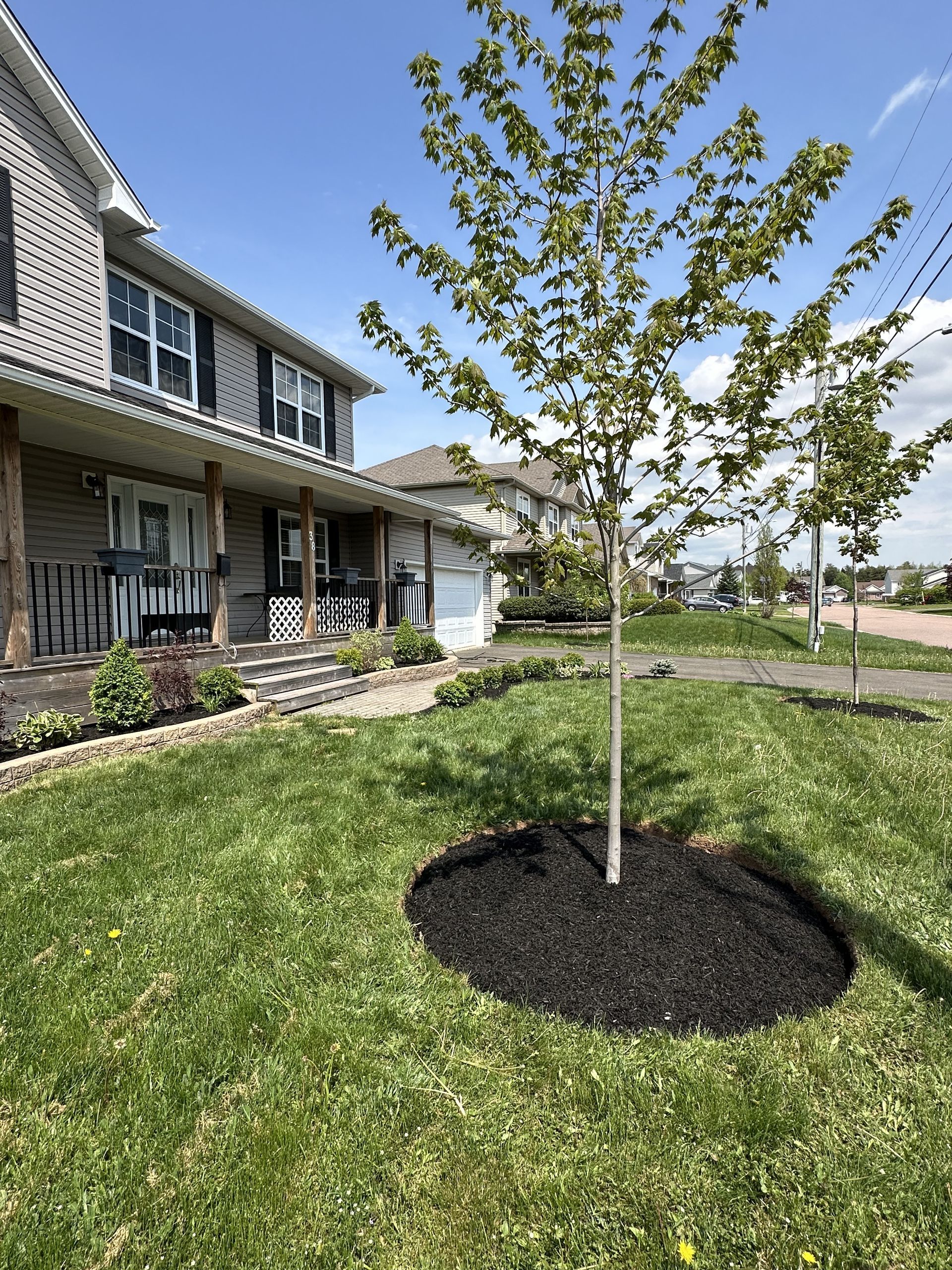 There is a tree in the middle of the lawn in front of a house.