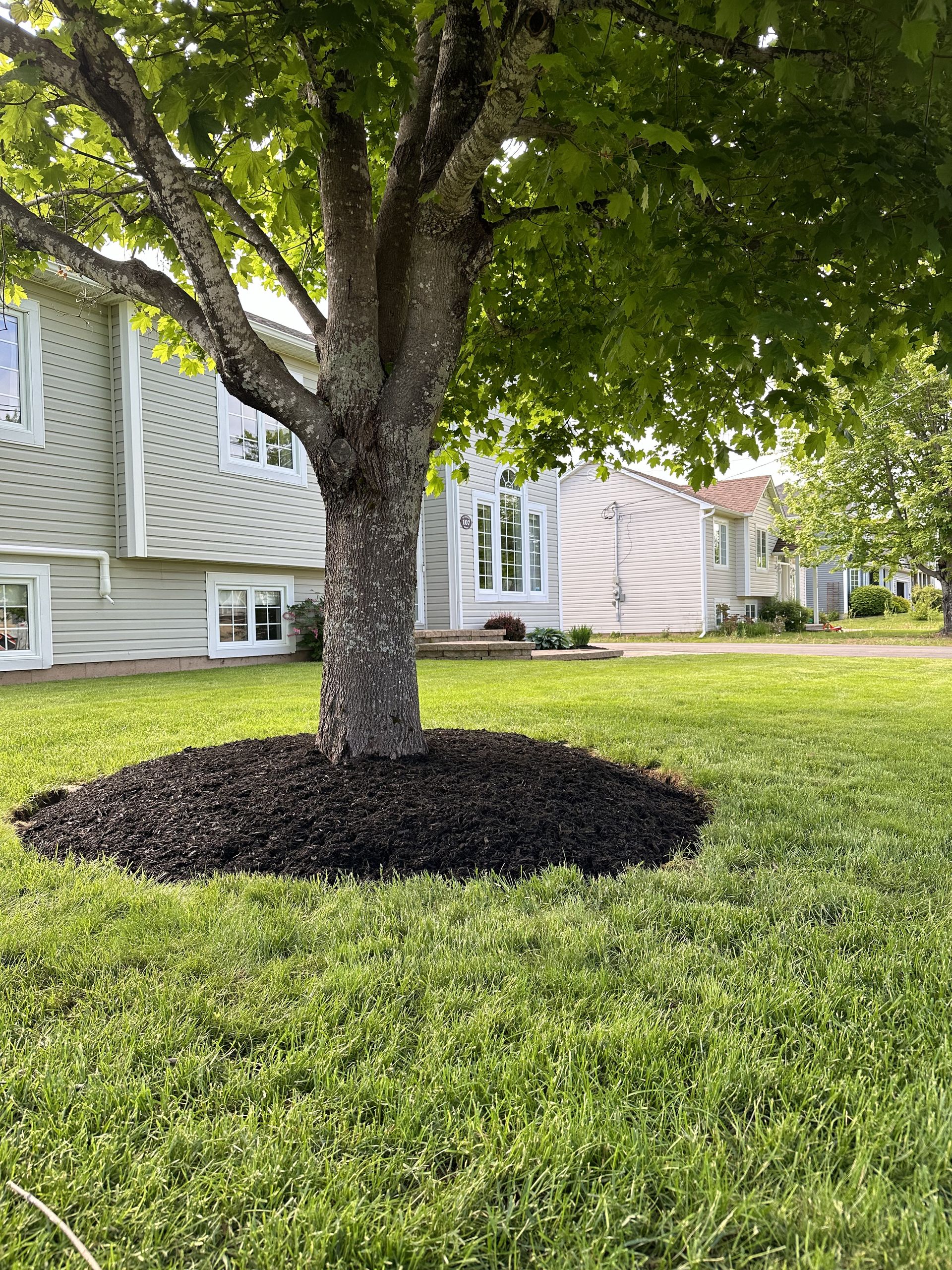 A tree in the middle of a lush green lawn in front of a house.