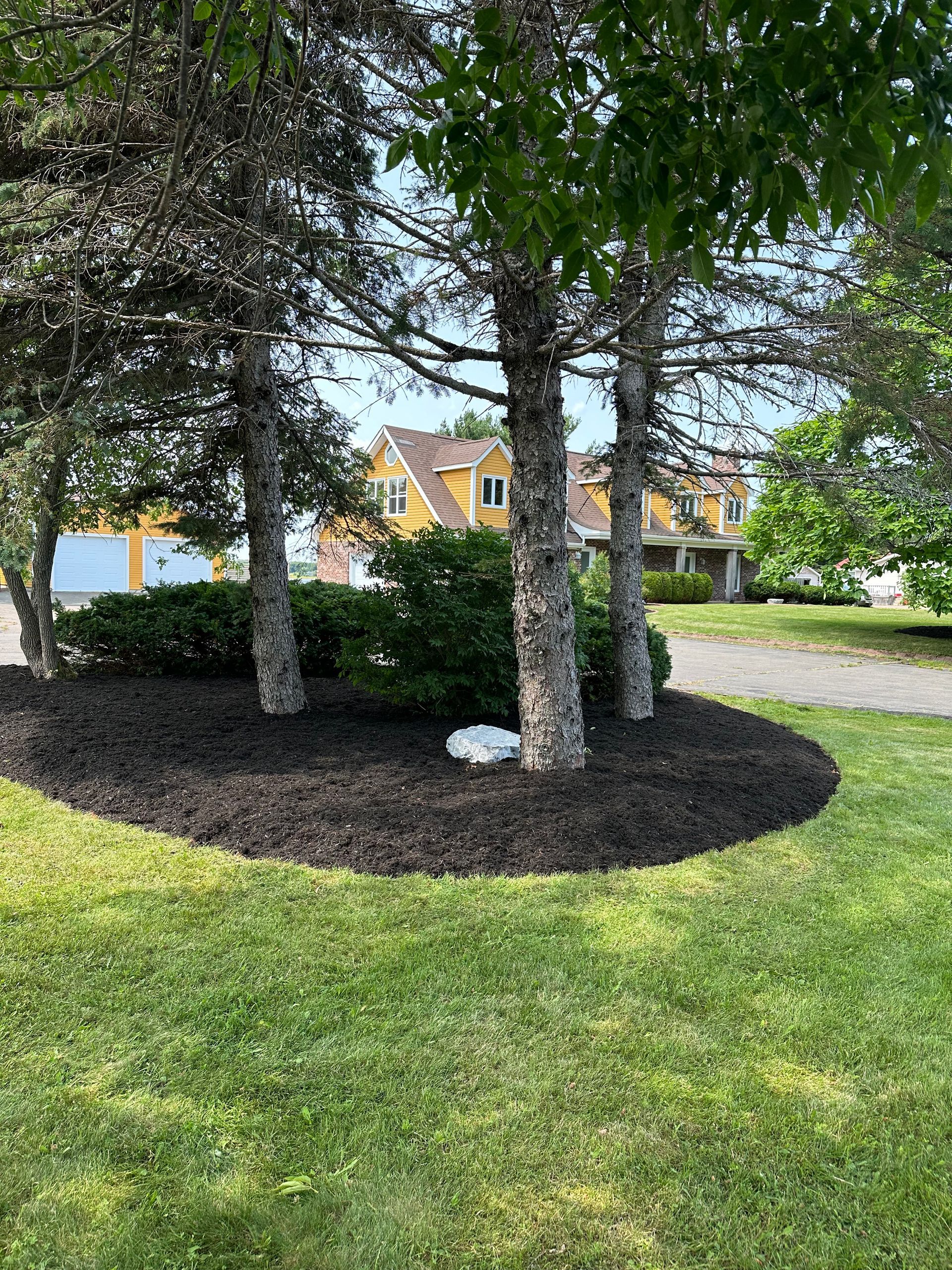 A circle of trees in a yard with a house in the background.