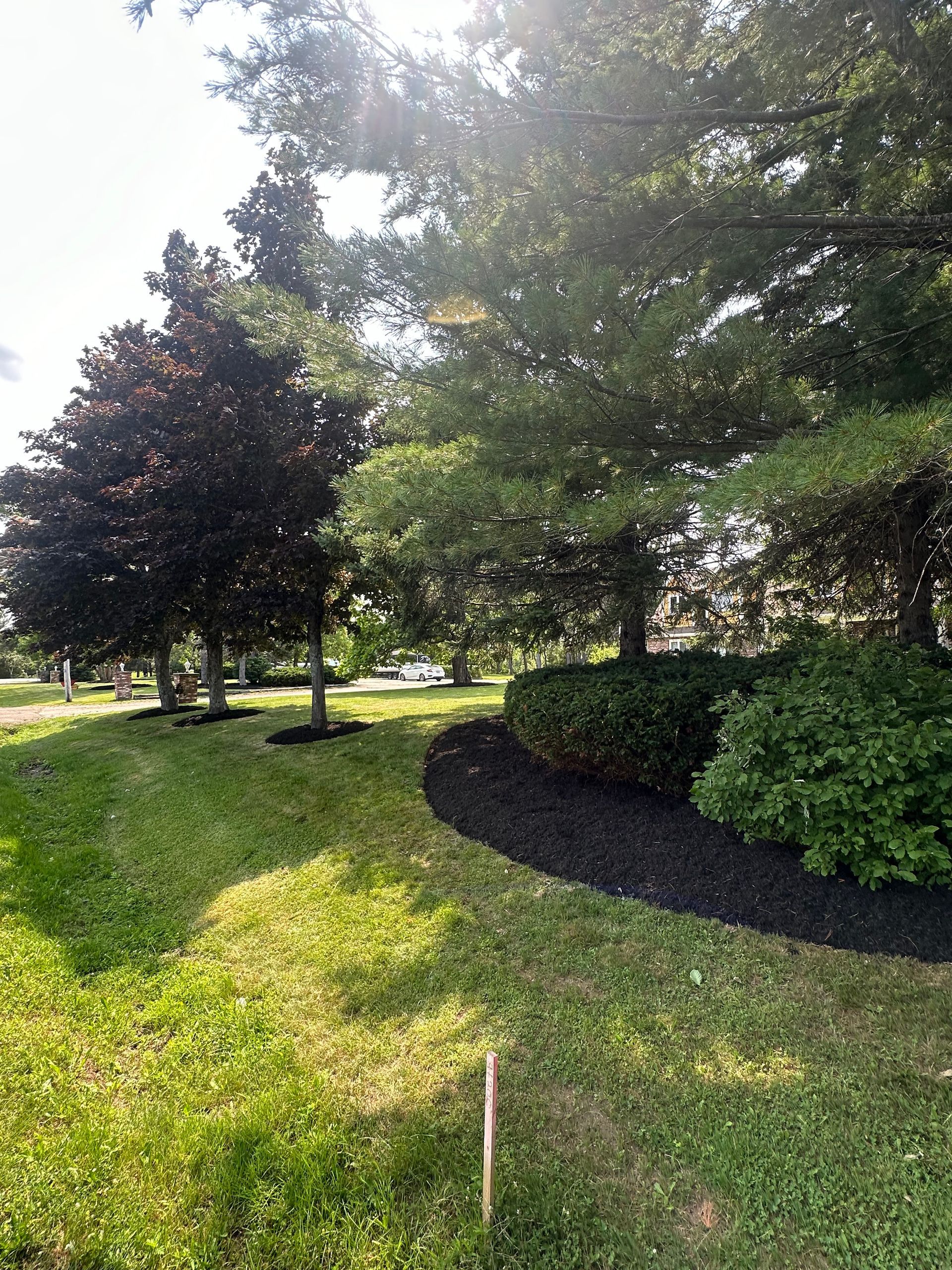 A lush green park filled with trees and bushes on a sunny day.