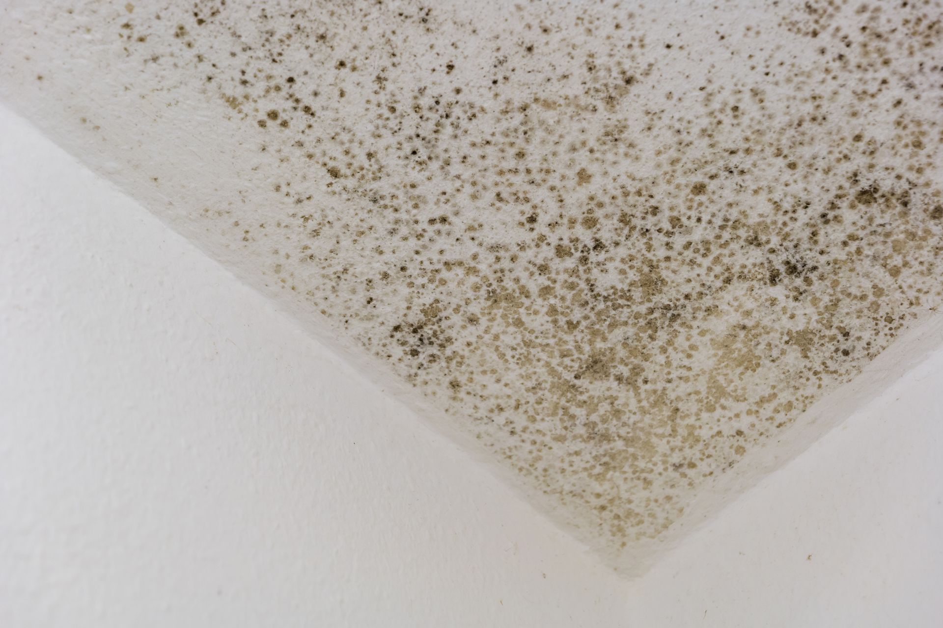 Mold infestation in the corner of a white ceiling. Dark spots cover the affected area.