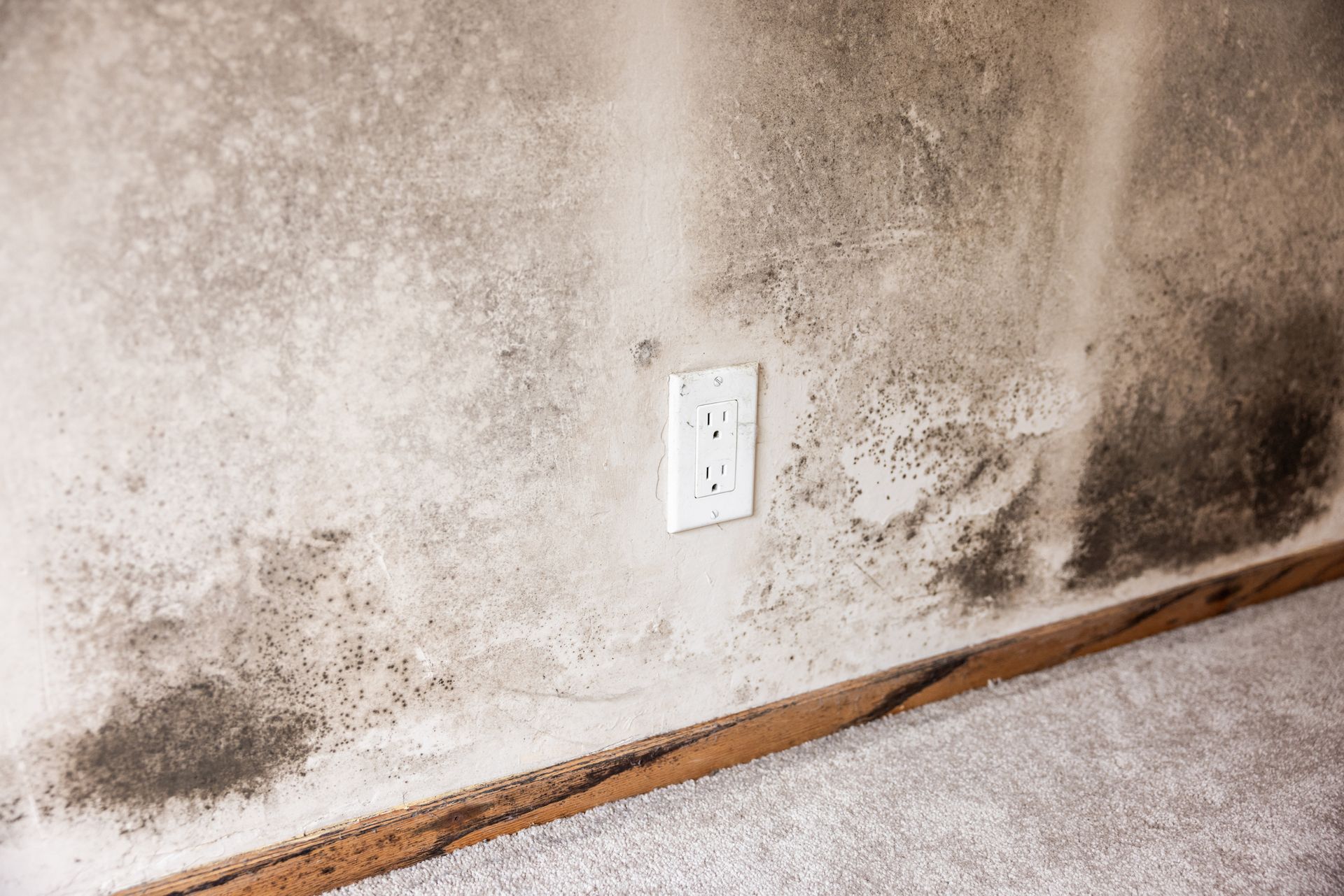 Mold infestation on a wall, near an electrical outlet and baseboard. Gray, black, and white discoloration.