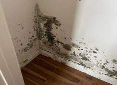 Mold growth on corner walls and baseboard of a room with wooden flooring. Mold growth on corner walls and baseboard of a room with wooden flooring.