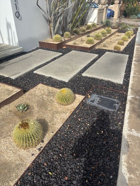 A row of cactus plants are growing in a garden.