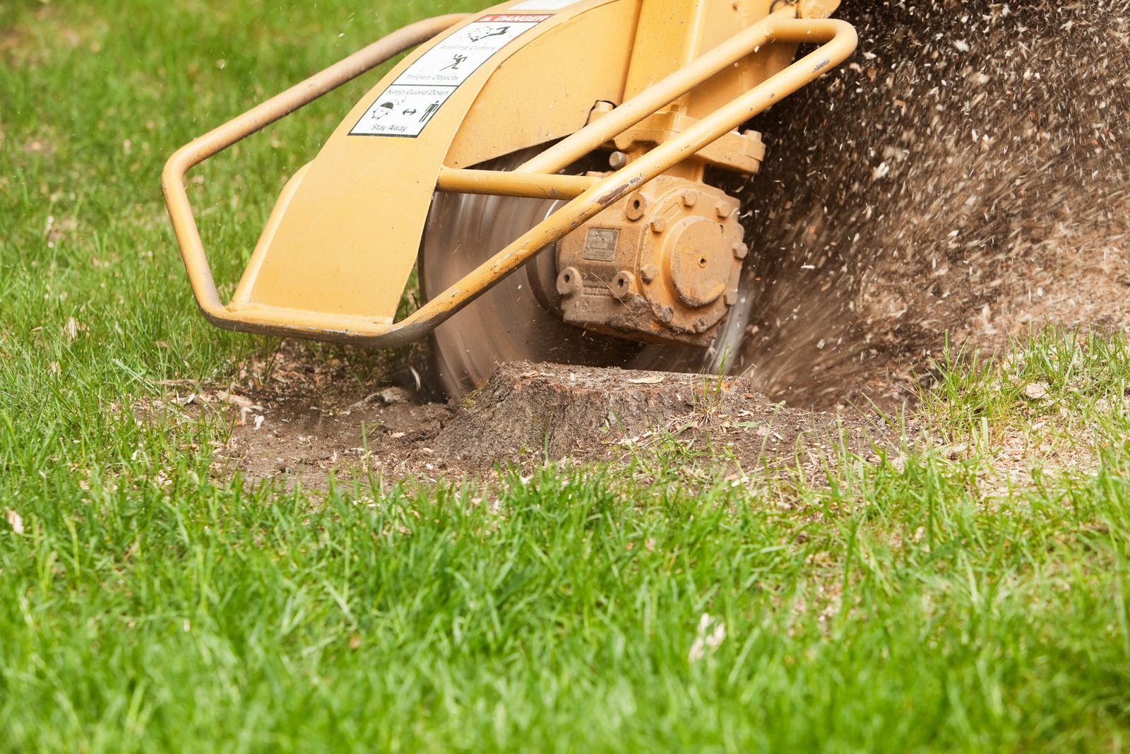 A stump grinder is cutting a tree stump in the grass.