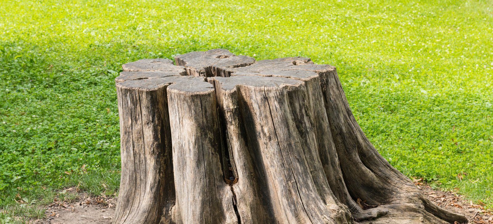 A large tree stump is sitting in the middle of a grassy field.