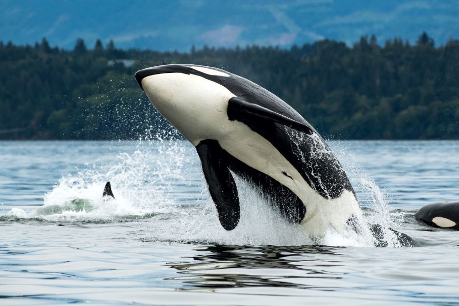 orcas