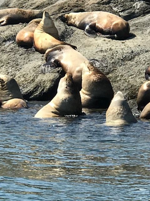sea lions