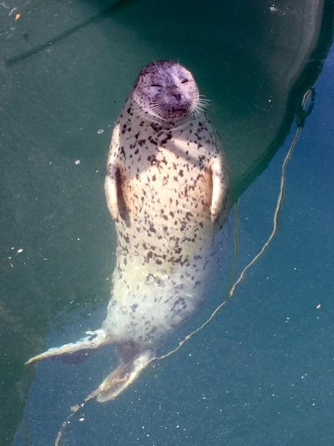 seal saying hello