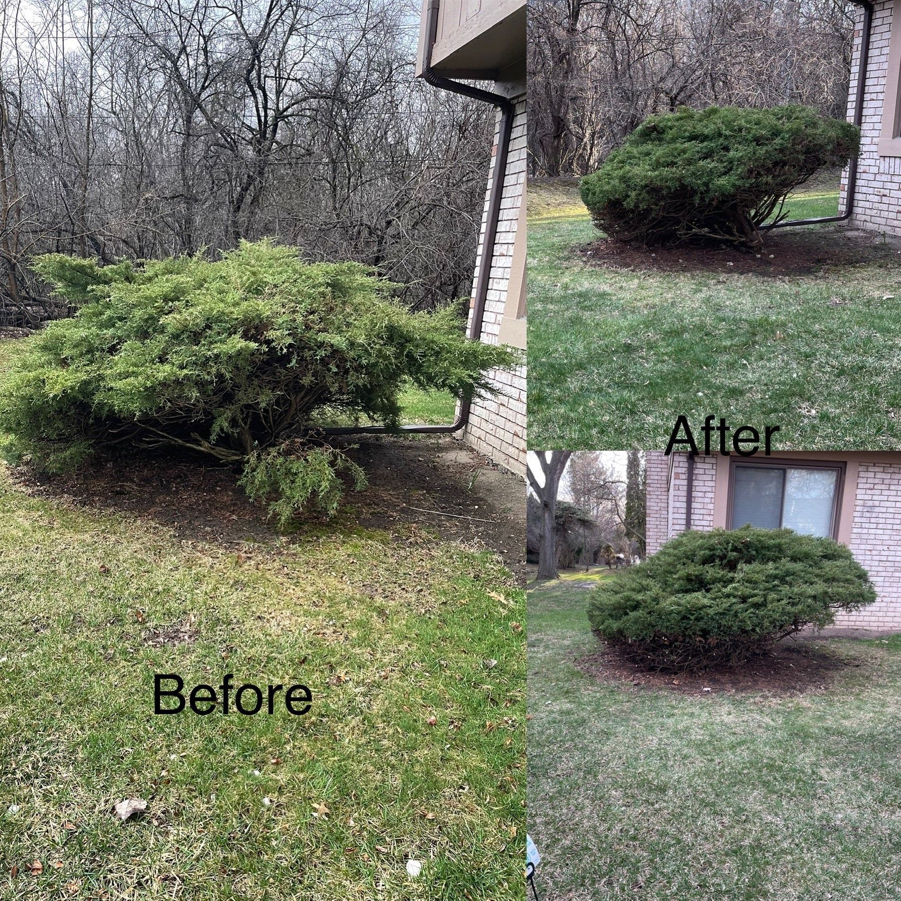 A before and after picture of a bush in front of a house.