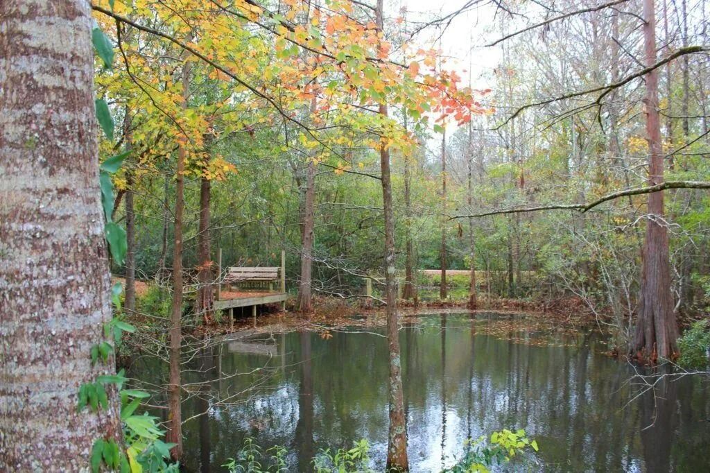 Calm wooded pond with autumn leaves, reflecting trees and a small wooden dock