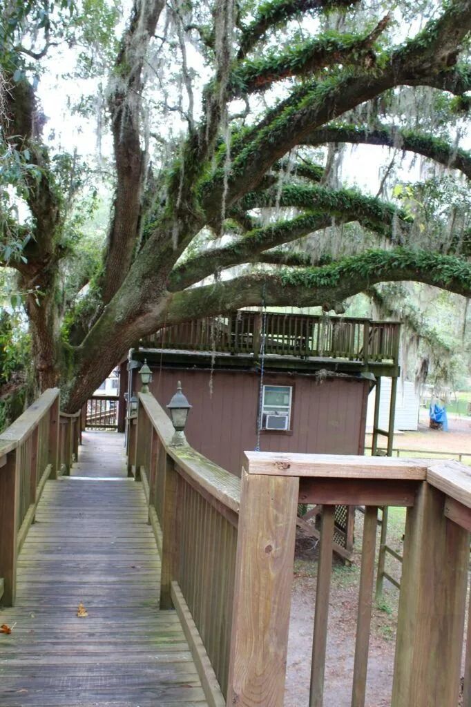 Wooden boardwalk through trees leading to a small brown building in a wooded park