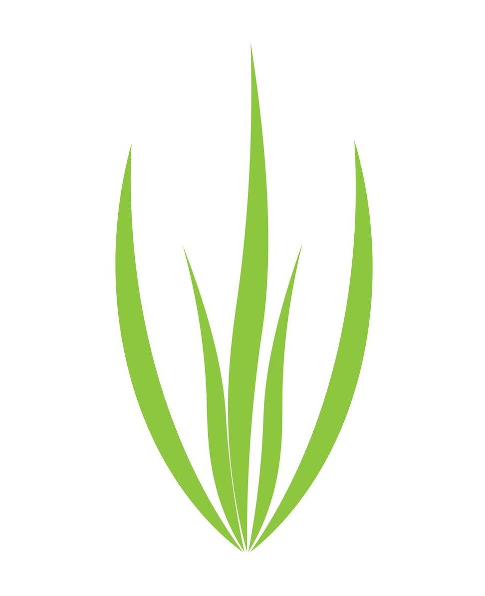A green plant with long leaves on a white background.
