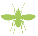 A green silhouette of a fly on a white background.