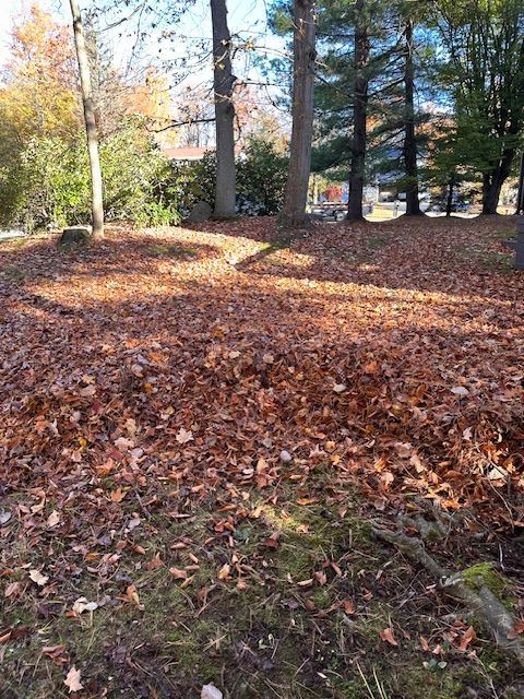 Brown leaves cover a grassy ground under trees in a sunlit outdoor area.