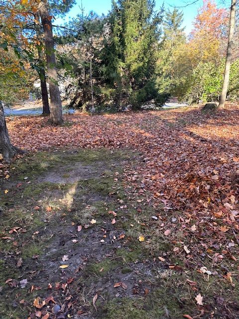 Forest floor covered in fallen brown leaves, with trees and sunlight.