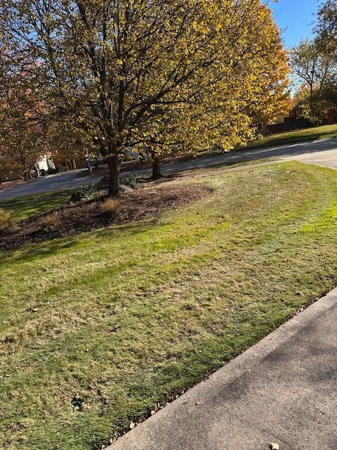 Lawn with trees and fall foliage, curved driveway, grass in varying shades of green and brown.