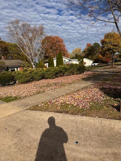 A residential street in autumn with fallen leaves on the ground. A shadow of a person is in the foreground.