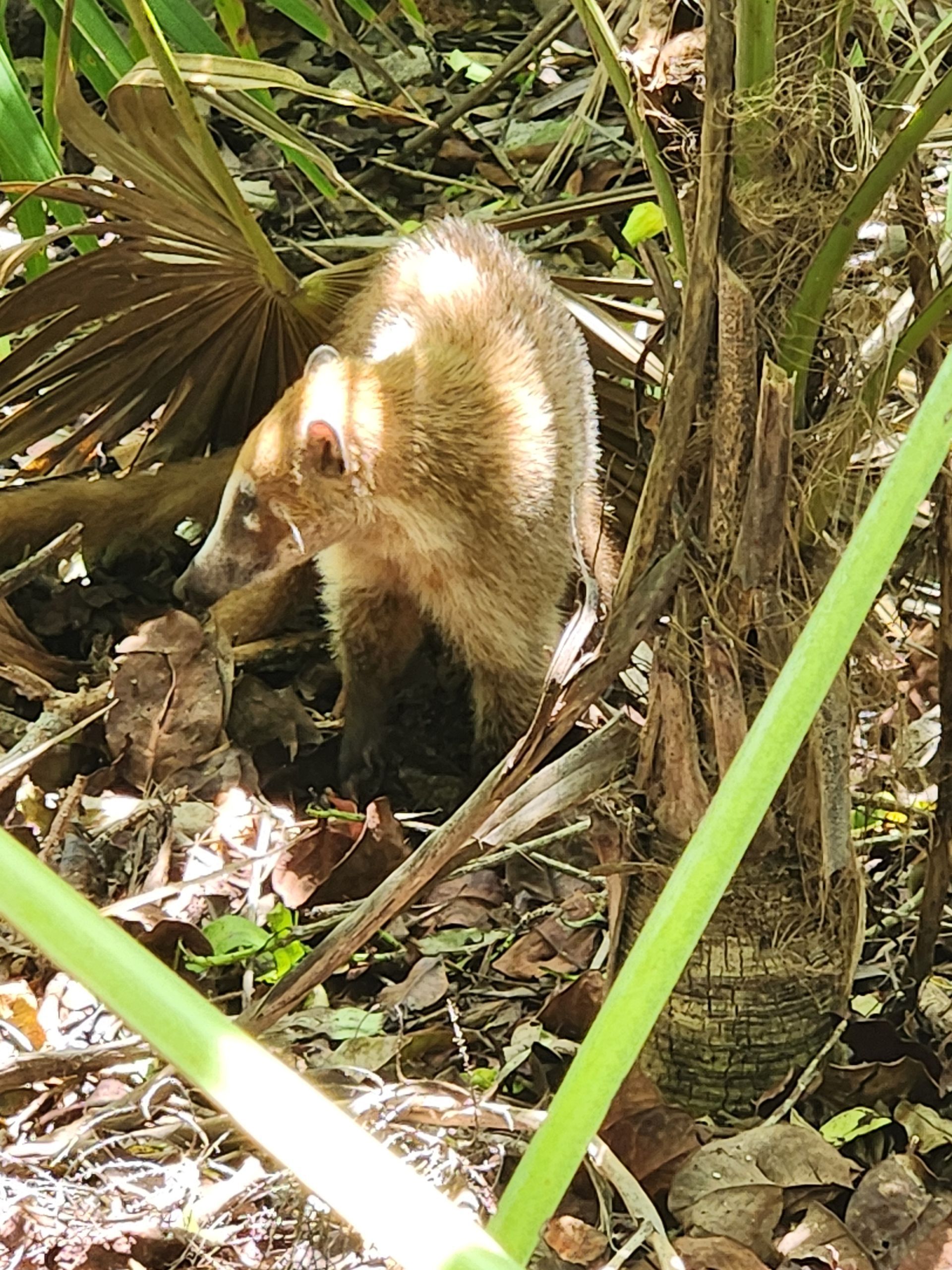 A tan, long-snouted coati stands among palm leaves and dry brush in a forest setting.